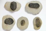 Lot: Assorted Devonian Trilobites - Pieces #119932-2
